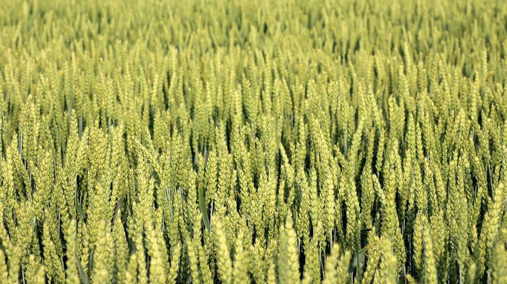 Du blé génétiquement modifié a été découvert dans la région de
					l’Alberta.